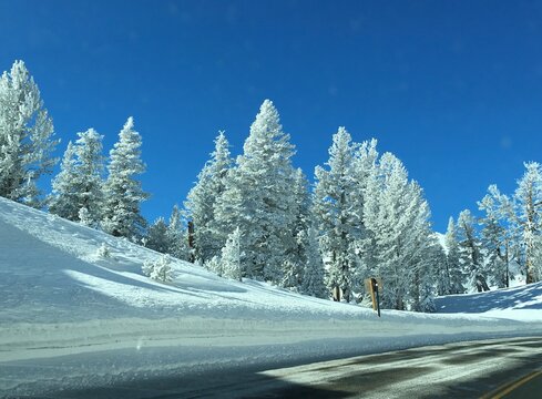 Snowy Winter Wonderland Near Markleeville, California, cold, sunlit, frosty, scenic drive, road trip