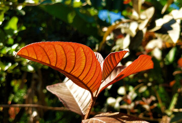 The red young shoots of the guava species are red
