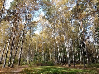 forest in autumn