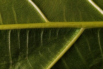 Close-up of the petiole and leaf surface.