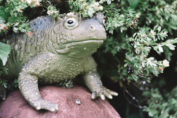 frog in the garden
