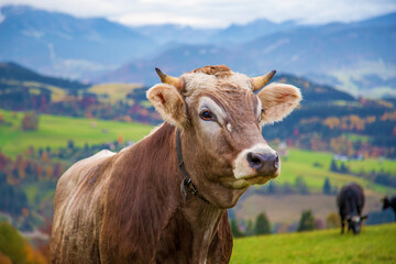 Kuh - Allgäu - Herbst - Hörner - Braunvieh