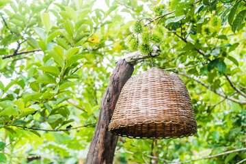 Close-up of Bamboo lamp hanging on old wood in the rambutan garden, decorating hanging lantern lamp, Bamboo lamplight in the dark and outdoor concept, copy space for text.