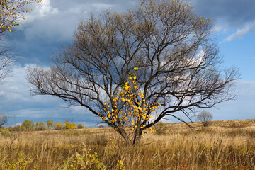 Black branched tree in the field. Dark blue sky. Cloudy weather. Autumn.