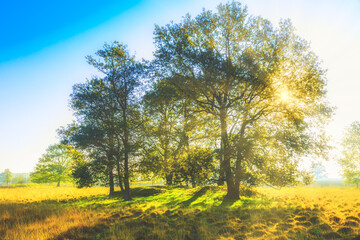 Fototapeta premium Mid-day sunburst through beautifully developed solitary pedunculate oak with warm sunlight with sun rays through the tree crown in a historical setting of WWII on the Dwingelderveld