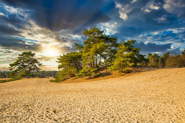 Dramatic sunset with warm light and sun rays over sand drift with groups of rugged pines and open...