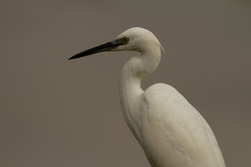 Little egret, Egretta garzetta, Doñana National Park, Spain, white bird
