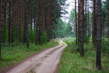 Sandy country road in a pine wood