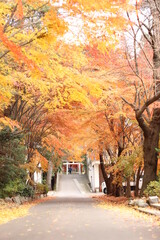 神社の秋