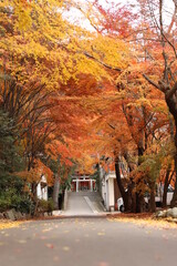 神社の秋