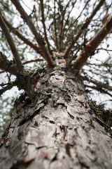 Pine tree, close-up, bottom view, against the background of a sky.