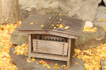 神社の秋