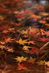 水に浮く紅葉