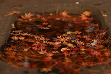 水に浮く紅葉