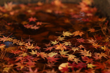 水に浮く紅葉