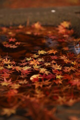 水に浮く紅葉