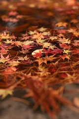 水に浮く紅葉