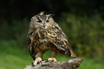 Eagle owl close up