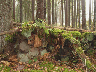 Sawed trees in the autumn forest overgrown with moss and ferns.