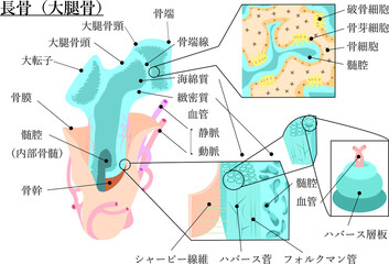 骨・長骨構造説明付き