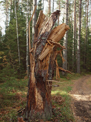Split tree stump left over from a broken and fallen tree in an autumn forest.