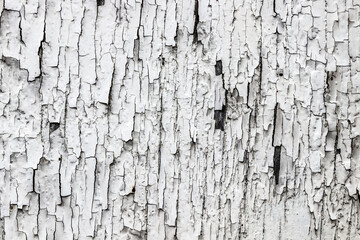 Texture with irregular pattern of white paint flakes peeling off an old, wheathered wooden board.