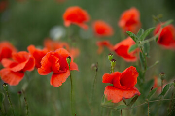 mohn