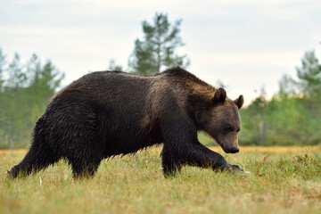 big male brown bear walking in the wild taiga landscape