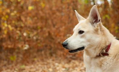 Dog for a walk. Dog muzzle. Home mongrel