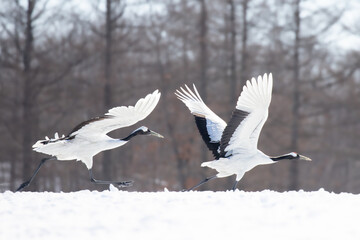 北海道　道東　釧路　タンチョウ