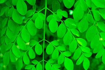 Moringa, leaves (Moringa oleifera Lamk.) Natural Madicine Tree Moringa leaves Background.