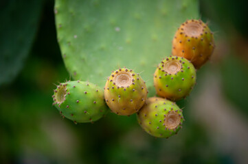 zielony kaktus makro