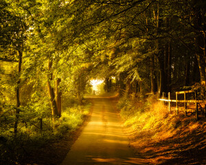 Country Lane and Beech Trees