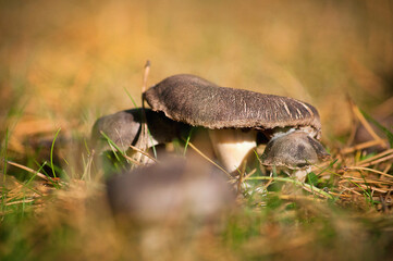 grzyby na trawniku © tomaszbanasiak.art