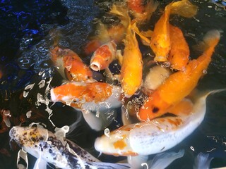 red, yellow, white fish splash in the water.