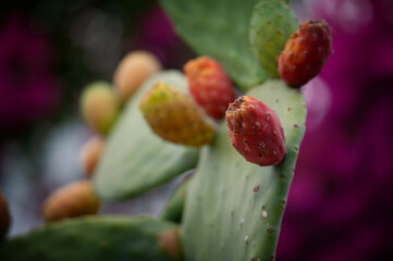 kolorowy kaktus makro