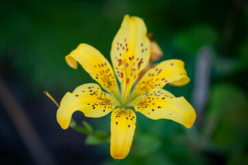 Fototapeta żółty kwiat na zielonym tle obraz