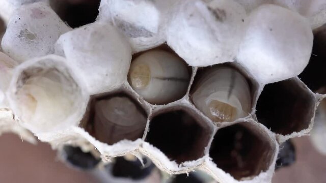 Asian hornet larvae moving in nest