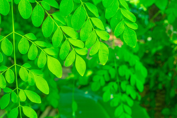 Moringa, leaves (Moringa oleifera Lamk.) Natural Moringa leaves Green Background.