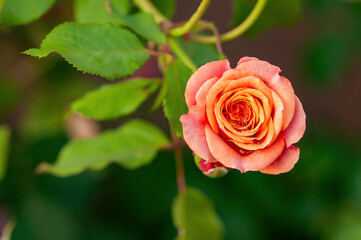 różowa róża z liśćmi