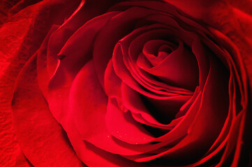 zbliżenie płatków czerwona róża makro