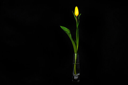 żółty tulipan w szklanym wazonie na czarnym tle