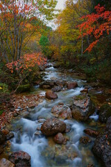 オレンジや黄色の紅葉に彩られた清流