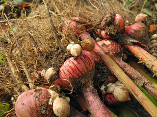 Gladiolus bulbs with roots closeup dug up from soil before winter for storage. Gardening and flower...