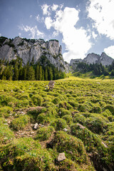 Obraz premium brown and black swiss cows on mountain pasture in Switzerland