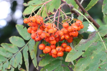 Gemeine Eberesche, eine Unterart der Mehlbeeren