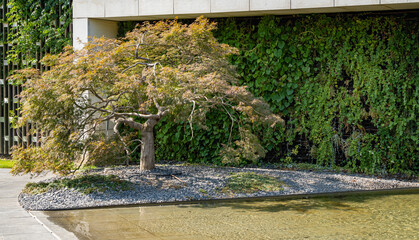 Japanese maple Acer palmatum Atropurpureum on bank of artificial pond. Beautiful multi-colored...