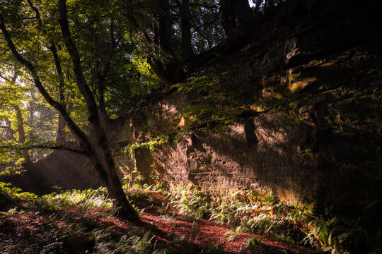 Woodland, Dufton Ghyll, Eden Valley