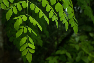 Fresh Green Moringa leaves (Moringa oleifera Lamk.) Natural Moringa leaves Green Background.