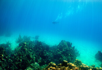              underwater scuba dive Caribbean sea Venezuela    